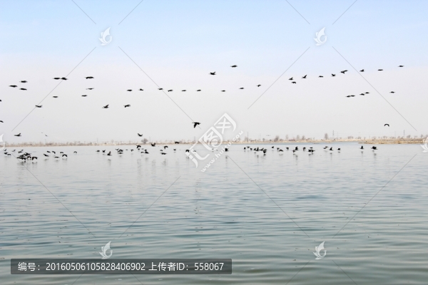 銀川沙湖水鳥