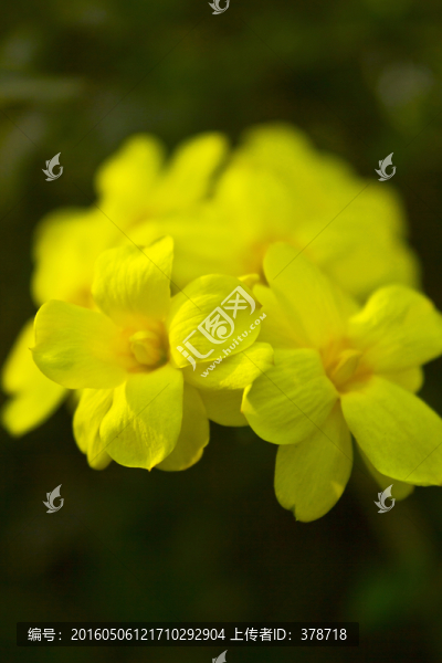 迎春花