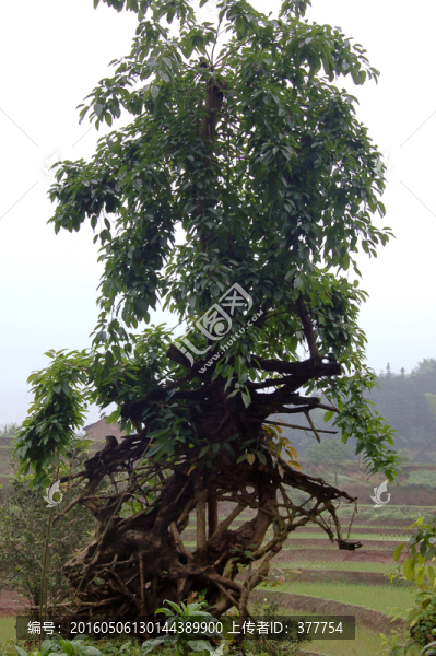 黃桷樹