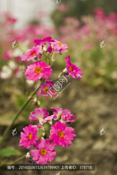 玫紅色野花