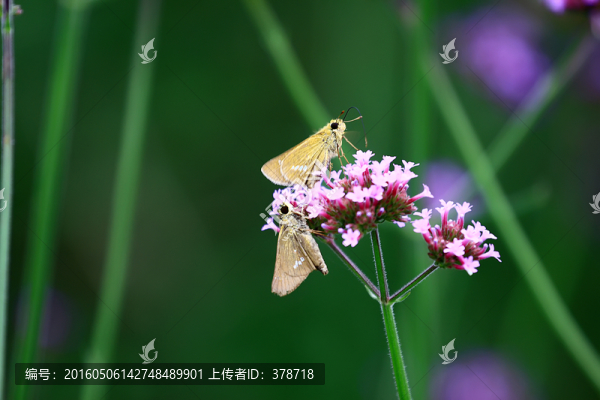 紫色花海的蝴蝶