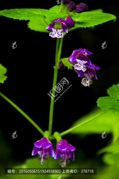 紫色的花