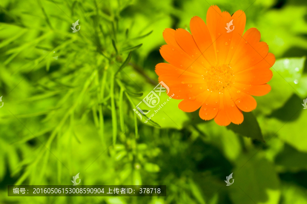 太陽花特寫