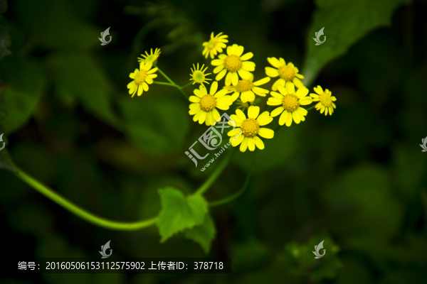 黃色小雛菊