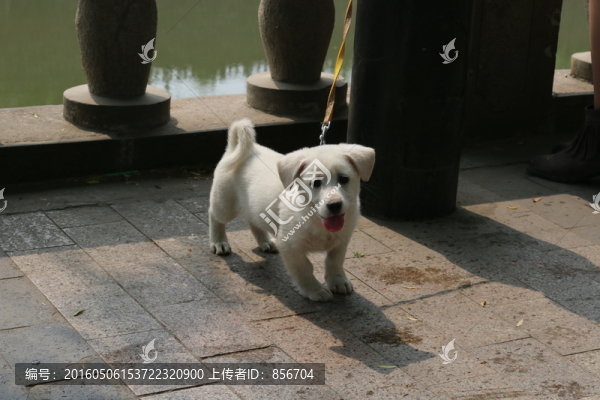 小狗
