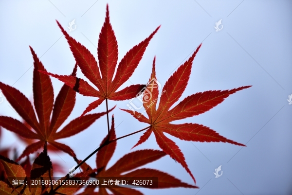 紅葉舒展