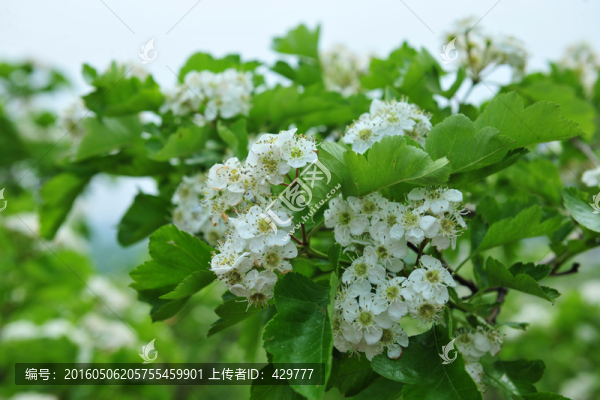白色花