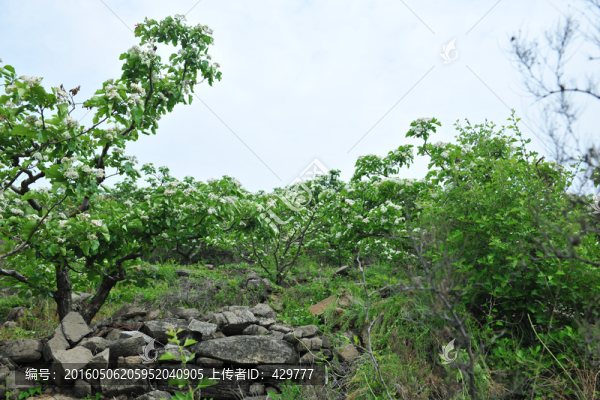 樹林,果園