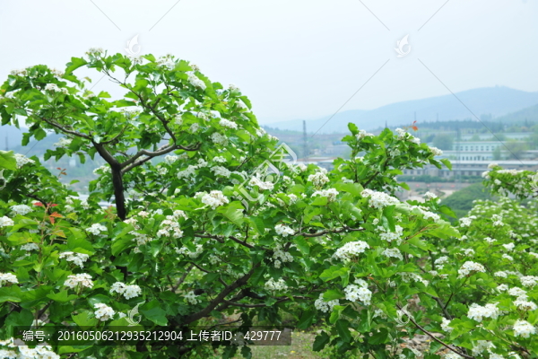 山楂花,綠色背景
