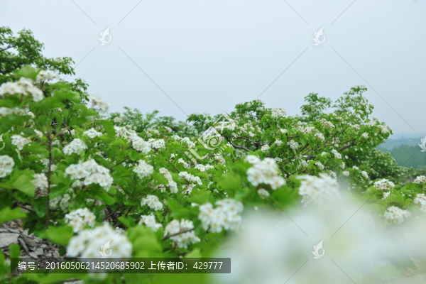 白色花,山楂花