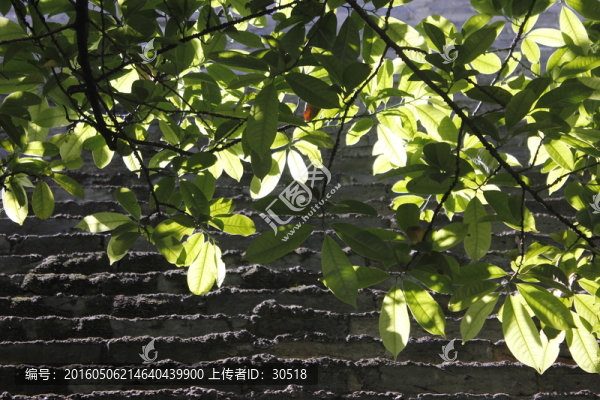 古城綠葉