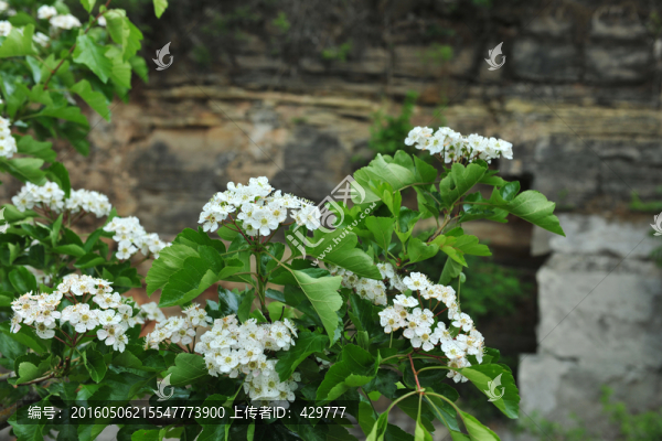 山楂花