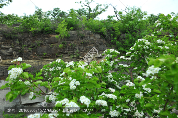 白色花,山楂花
