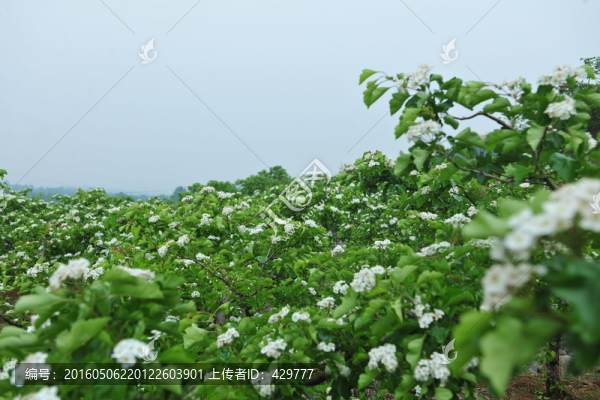 百畝山楂園