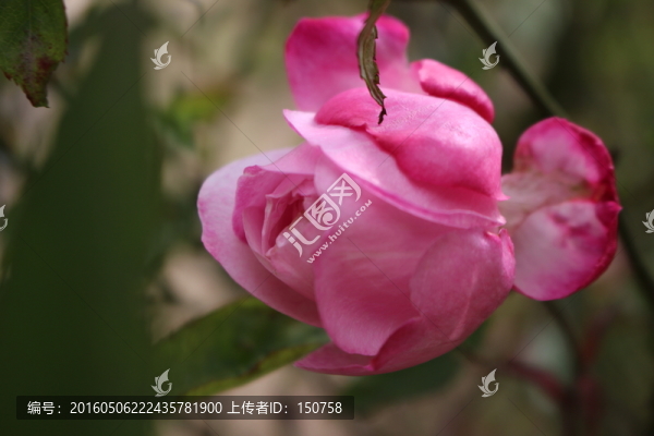 月季