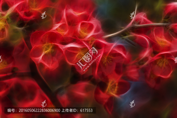 刺梅花抽象畫
