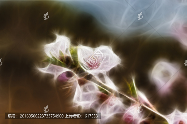 櫻花抽象畫