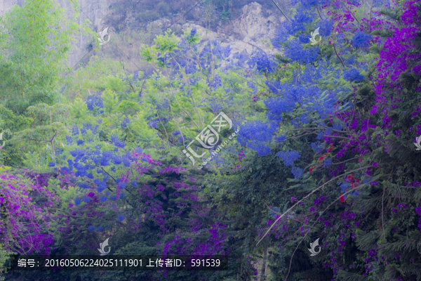 藍花楹