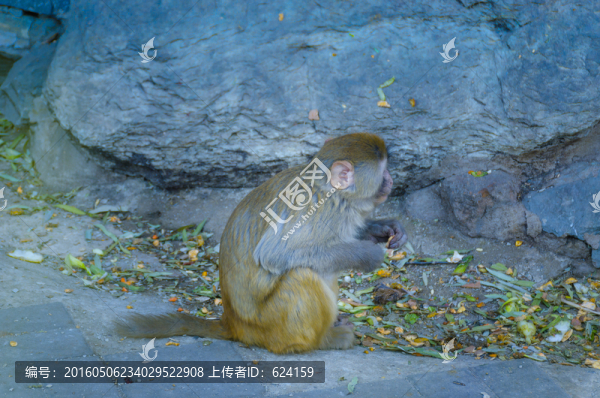 小猴子