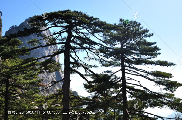 黃山上的松樹