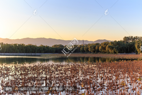 北京頤和園堤岸湖面柳樹