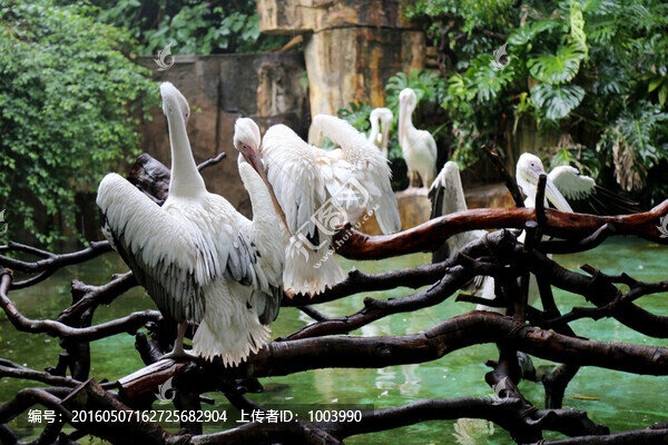 白鵜鶘