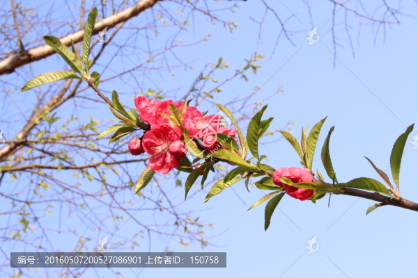 桃花
