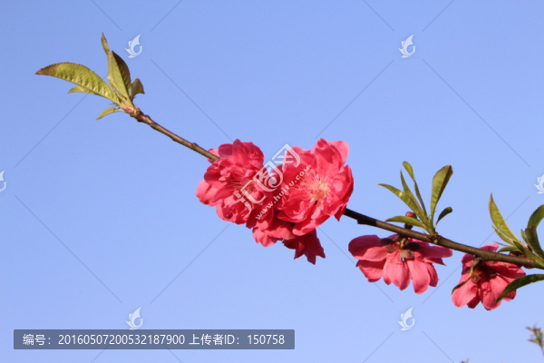 桃花