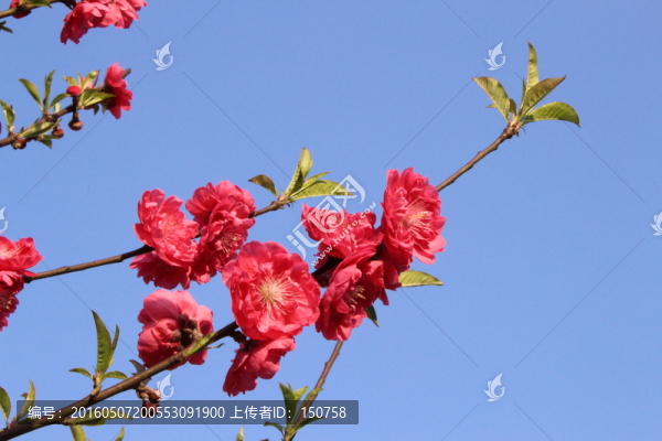 桃花
