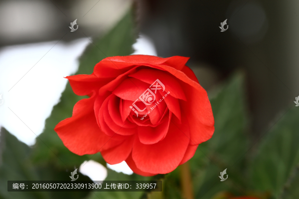 玻璃翠
