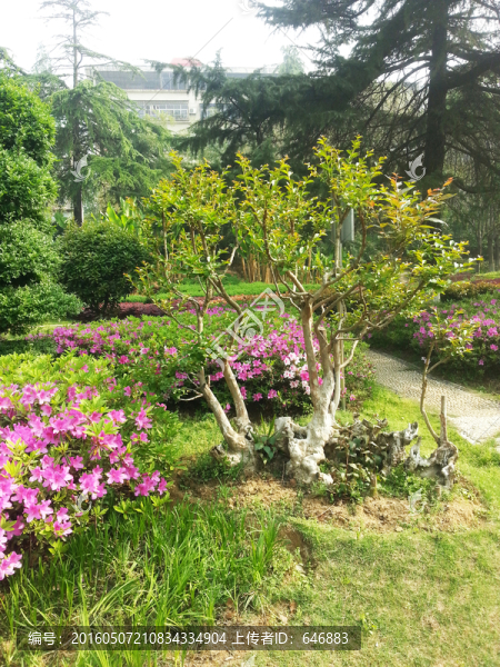 花園,樹(shù)木