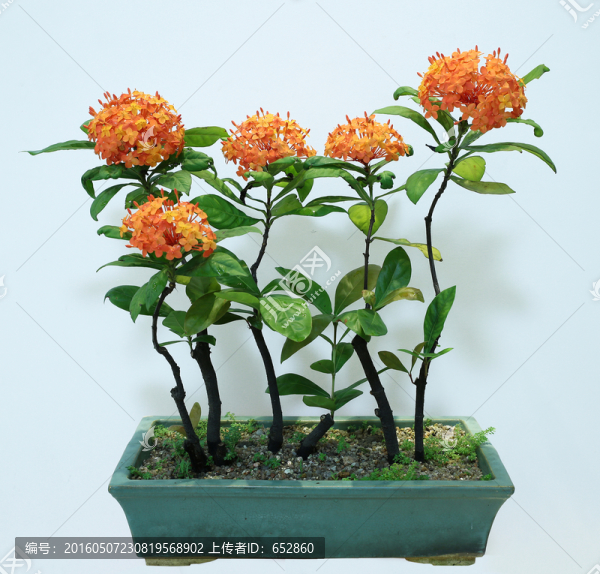 龍船花