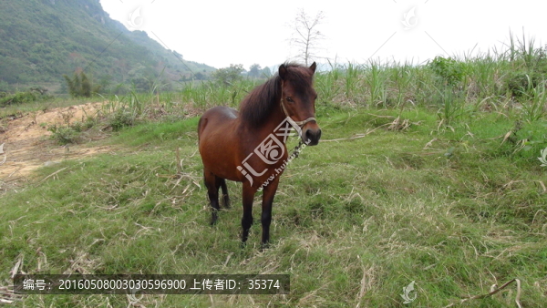 馬