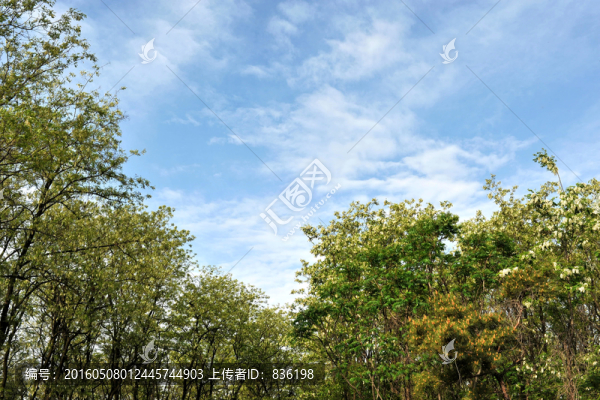 槐樹林