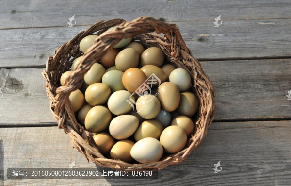 野雞下的蛋