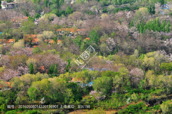 山村