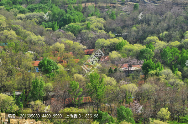 山村春早