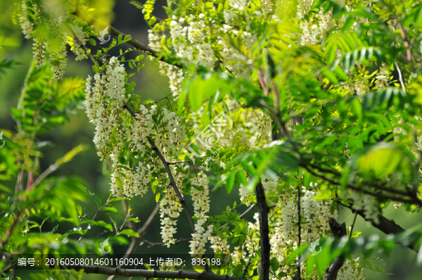 槐花