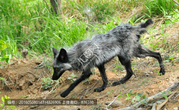 野生狐貍