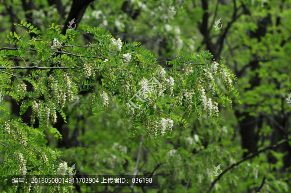 槐花