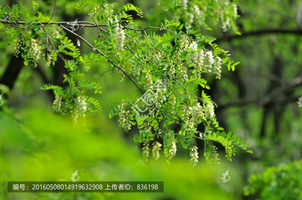 槐花