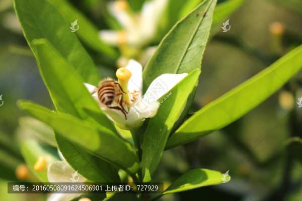 蜜蜂采蜜