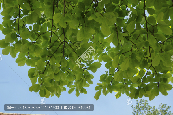 綠葉背景,玉蘭樹葉