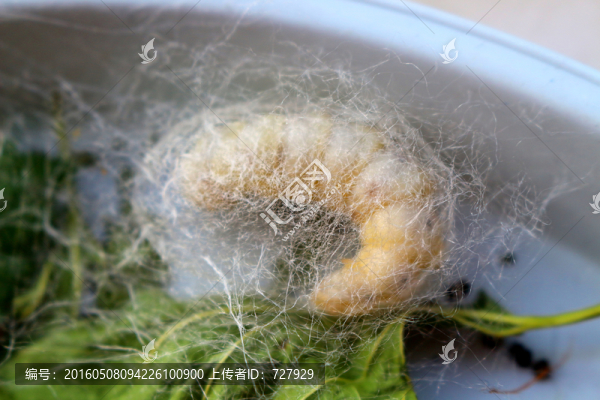 春蠶吐絲