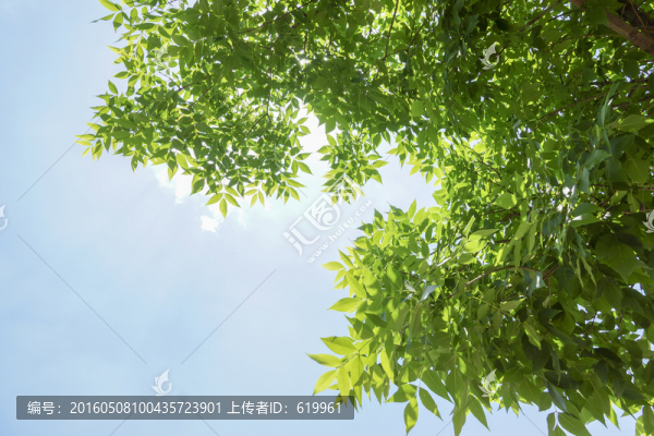 綠葉背景