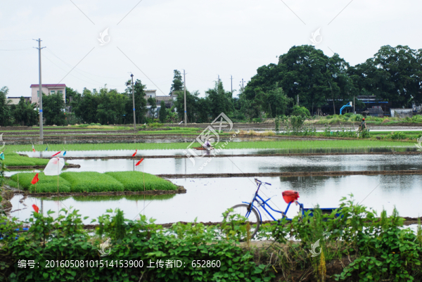 插秧,插田,田地,稻田,農(nóng)民