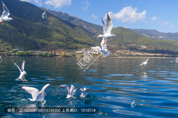 瀘沽湖海鷗