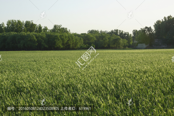 綠色麥田