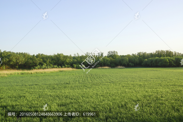 綠色麥田