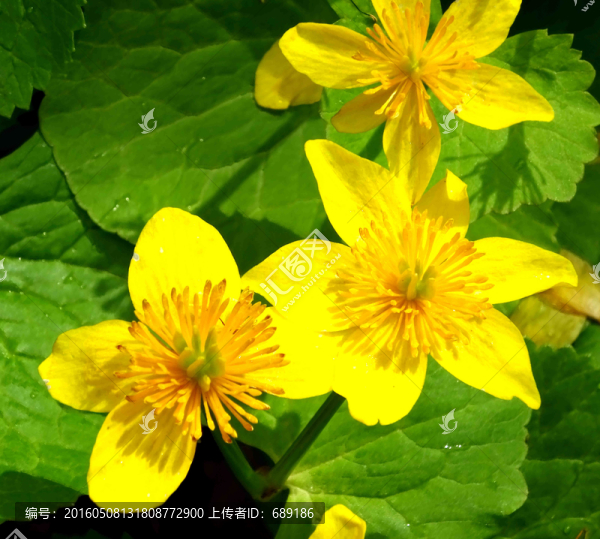 黃花